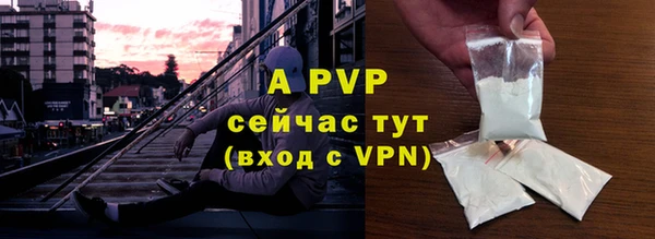 сатива Новозыбков
