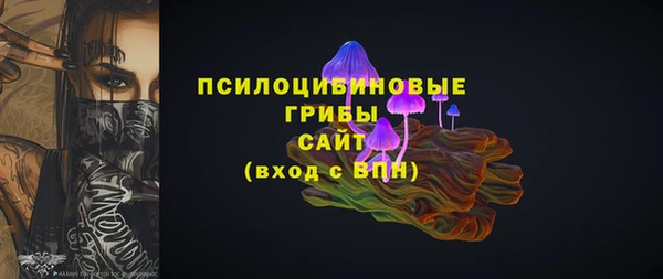 сатива Новозыбков