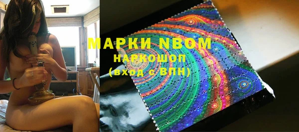 сатива Новозыбков